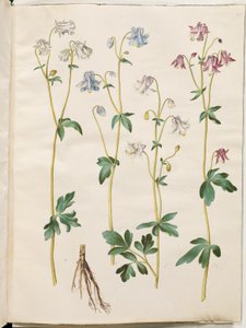 Aquilegia vulgaris (aguileña común) de Hans Simon Holtzbecker