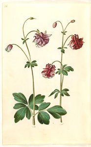 Aquilegia vulgaris (aguileña común) de Hans Simon Holtzbecker