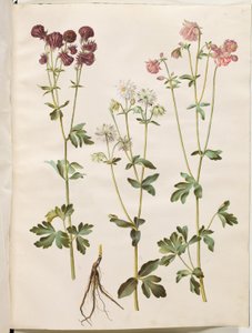 Aquilegia vulgaris (aguileña común) de Hans Simon Holtzbecker