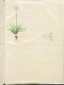 Armeria maritima (hierba inglesa común) de Hans Simon Holtzbecker
