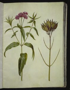 Asclepias incarnata (planta de seda rosa) de Hans Simon Holtzbecker