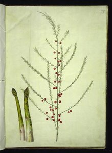 Asparagus officinalis (espárrago común)