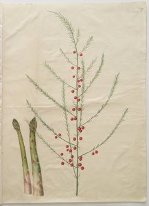 Asparagus officinalis de Hans Simon Holtzbecker