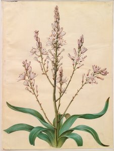 Asphodelus ramosus de Hans Simon Holtzbecker