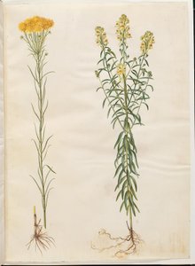 Aster linosyris (aster dorado); Linaria vulgaris (linaria común) de Hans Simon Holtzbecker