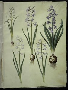 Brimeura amethystina (jacinto pirenaico); Hyacinthus orientalis (jacinto común) de Hans Simon Holtzbecker