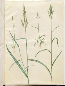 Bromus hordeaceus (avena blanda); Phalaris arundinacea (pasto de caña)