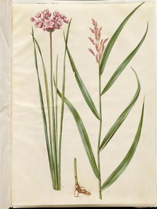 Butomus umbellatus (brudelys); Phragmites australis (caña común) de Hans Simon Holtzbecker