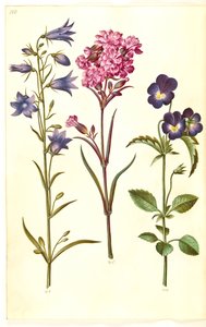 Campanula rotundifolia (campanilla); Silene viscaria (clavel común); Viola tricolor (pensamiento)