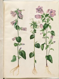 Campanula trachelium (campanilla de ortiga); Campanula medium (campanilla de María) de Hans Simon Holtzbecker