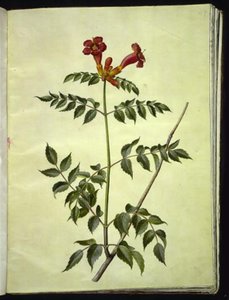 Campsis radicans (trompeta común)