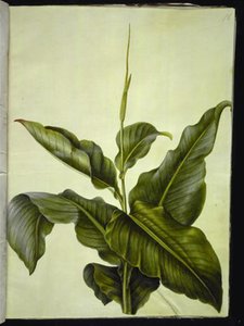 Canna (canna)