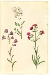 Cardamine pratensis (berro de prado); Campanula rotundifolia (?) (campanilla); Silene vulgaris (?) (colleja)