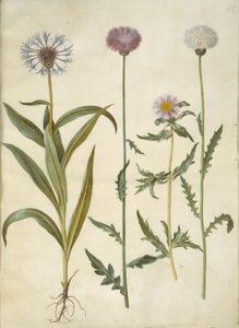 Centaurea montana (aciano de montaña); Amberboa moschata (sultán perfumado) de Hans Simon Holtzbecker