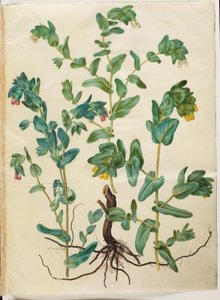 Cerinthe major (gran cera) de Hans Simon Holtzbecker