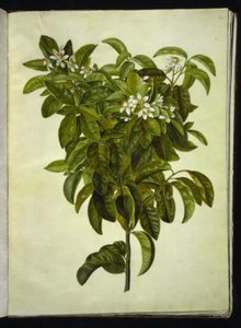 Citrus limon (limón común) de Hans Simon Holtzbecker