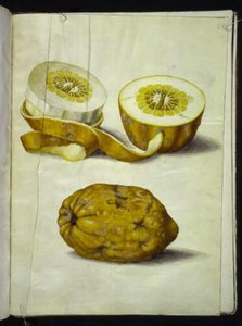Citrus medica (cidra) de Hans Simon Holtzbecker