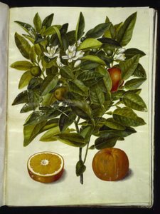 Citrus sinensis (naranja) de Hans Simon Holtzbecker
