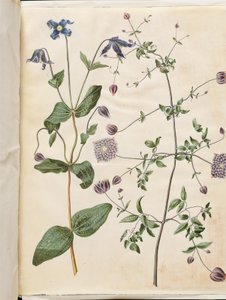 Clematis integrifolia (clemátide azul); Clematis viticella (clemátide italiana)