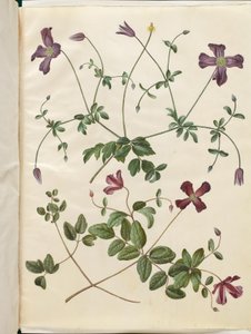 Clematis viticella