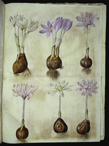 Colchicum autumnale (azafrán otoñal) de Hans Simon Holtzbecker