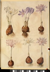 Colchicum autumnale de Hans Simon Holtzbecker