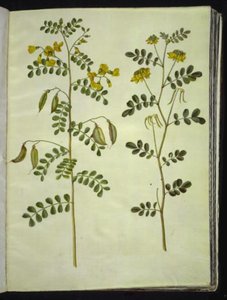 Colutea arborescens (espantalobos común); Hippocrepis emerus (hueso de caballo arbustivo) de Hans Simon Holtzbecker