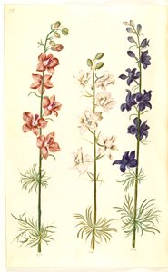 Consolida ajacis (delphinium) de Hans Simon Holtzbecker