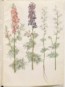 Consolida ajacis (have-ridderspore) de Hans Simon Holtzbecker
