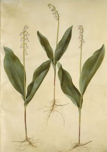 Convallaria majalis (lirio de los valles); Convallaria majalis (variedad de lirio de los valles) de Hans Simon Holtzbecker