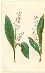 Convallaria majalis rosea (lirio de los valles rojo); Convallaria majalis (lirio de los valles) de Hans Simon Holtzbecker