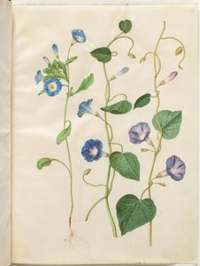 Convolvulus tricolor; Ipomoea purpurea de Hans Simon Holtzbecker