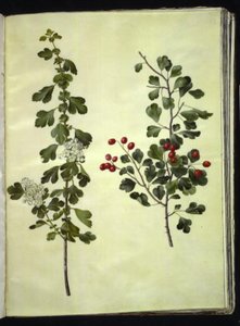 Crataegus laevigata (espino blanco común)