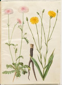 Crepis rubra (diente de león rojo); Scorzonera hispanica (escarola) de Hans Simon Holtzbecker