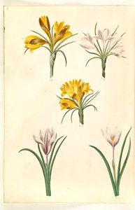 Crocus angustifolius (azafrán de los Balcanes); Crocus versicolor (azafrán alpino); Crocus vernus (?) (azafrán de primavera) de Hans Simon Holtzbecker