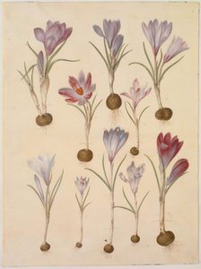 Crocus vernus (azafrán de primavera) de Hans Simon Holtzbecker