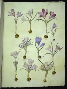 Crocus vernus (azafrán de primavera) de Hans Simon Holtzbecker