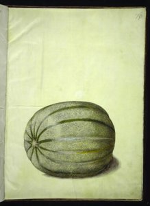 Cucumis melo (melón) de Hans Simon Holtzbecker