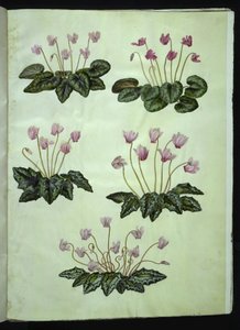Cyclamen purpurascens (violeta alpina); Cyclamen hederifolium (violeta de hoja de hiedra)