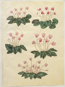 Cyclamen purpurascens; Cyclamen hederifolium de Hans Simon Holtzbecker