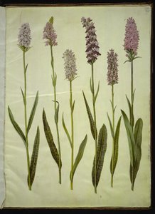 Dactylorhiza maculata (orquídea manchada)