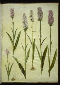 Dactylorhiza maculata (orquídea manchada)