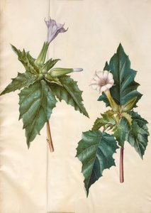 Datura stramonium de Hans Simon Holtzbecker