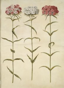 Dianthus barbatus (clavel de poeta) de Hans Simon Holtzbecker
