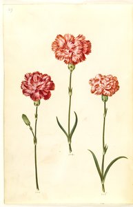 Dianthus caryophyllus (clavel de jardín)
