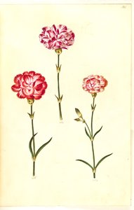 Dianthus caryophyllus (clavel de jardín)