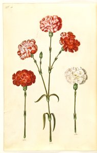 Dianthus caryophyllus (clavel de jardín)