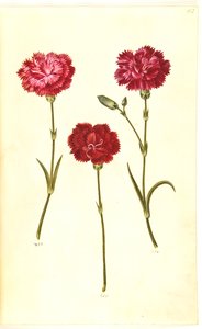 Dianthus caryophyllus (clavel)