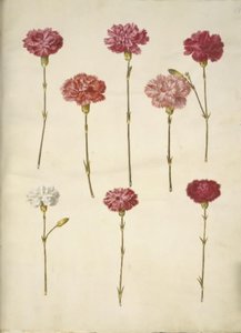 Dianthus caryophyllus (clavel) de Hans Simon Holtzbecker