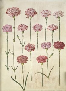 Dianthus caryophyllus (clavel de jardín) de Hans Simon Holtzbecker